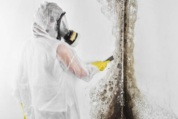 Best Crawl Space Mold Removal  in Ball Pond, CT