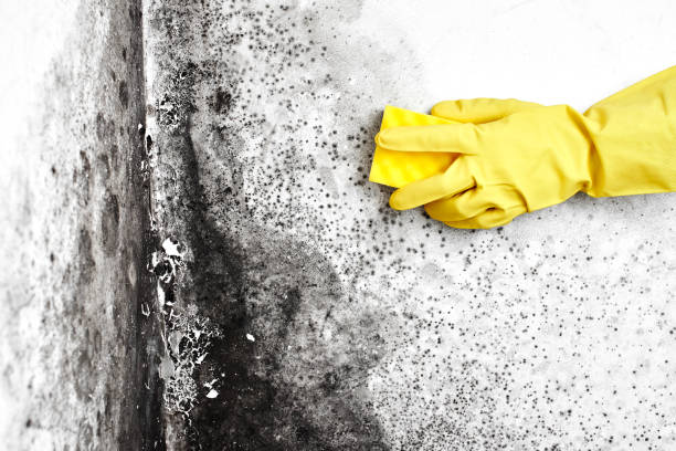 Best Mold Testing  in Ball Pond, CT