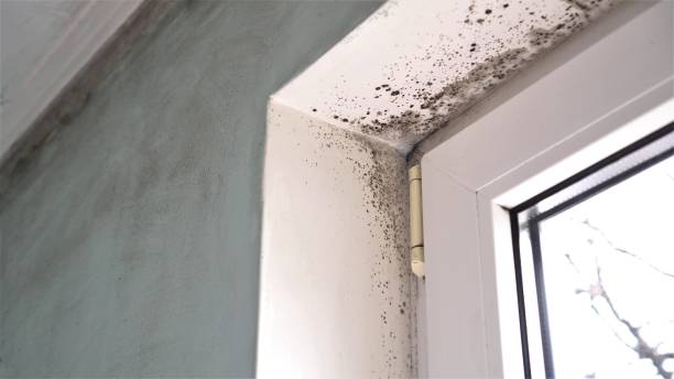 Best Crawl Space Mold Removal  in Ball Pond, CT