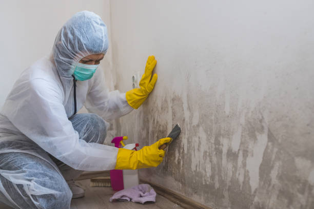 Best Mold Removal Company Near Me  in Ball Pond, CT