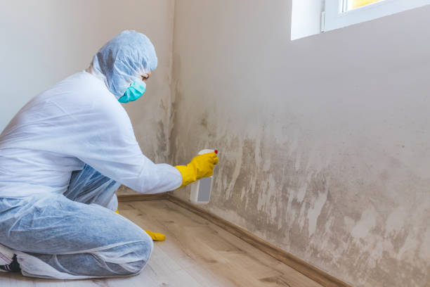Best Toxic Mold Removal  in Ball Pond, CT