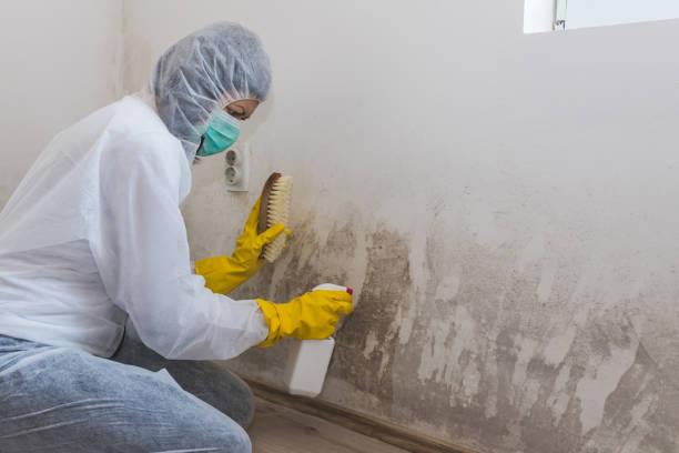 Best Mold Removal Company Near Me  in Ball Pond, CT