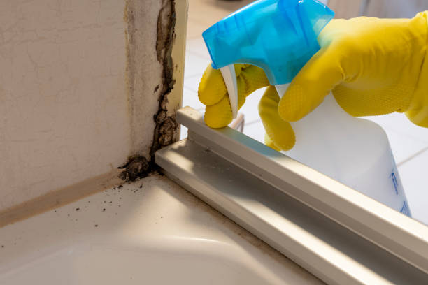 Crawl Space Mold Removal in Ball Pond, CT