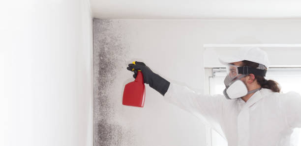 Best Toxic Mold Removal  in Ball Pond, CT