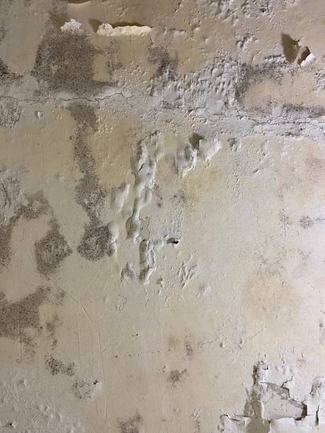 Best Mold Damage Repair  in Ball Pond, CT