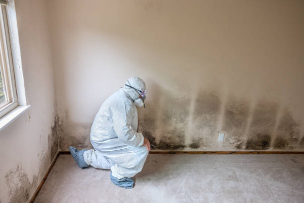 Office Mold Removal Services in Ball Pond, CT