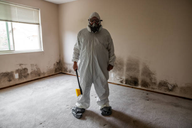 Best Certified Mold Removal  in Ball Pond, CT