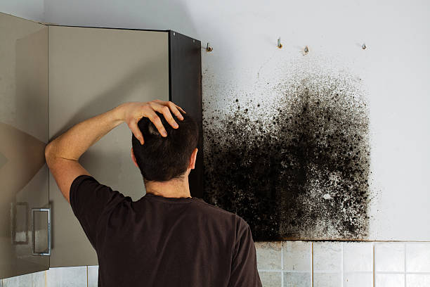 Best Mold Testing and Removal  in Ball Pond, CT
