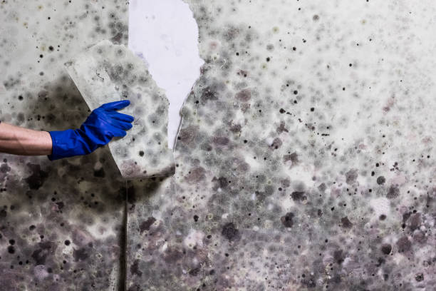 Best Black Mold Removal  in Ball Pond, CT