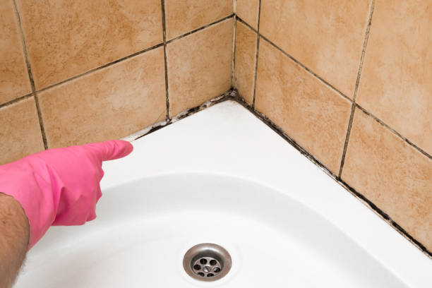Best Office Mold Removal Services  in Ball Pond, CT