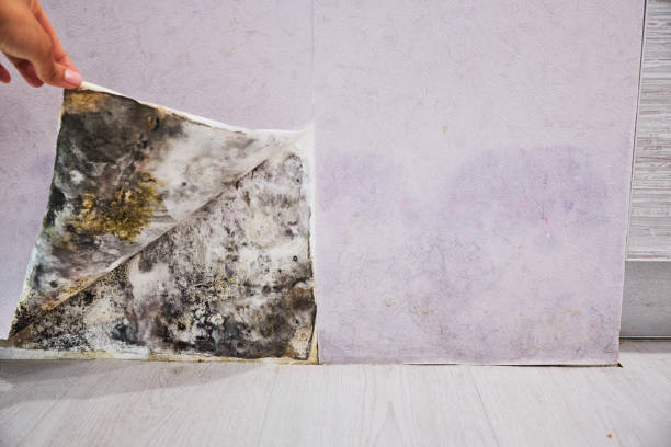 Best Local Mold Removal Service  in Ball Pond, CT